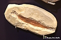 VBS_9182 - Museo Paleontologico - Asti